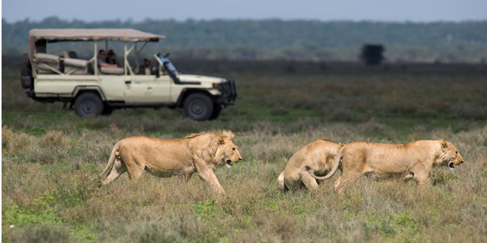 Game drive