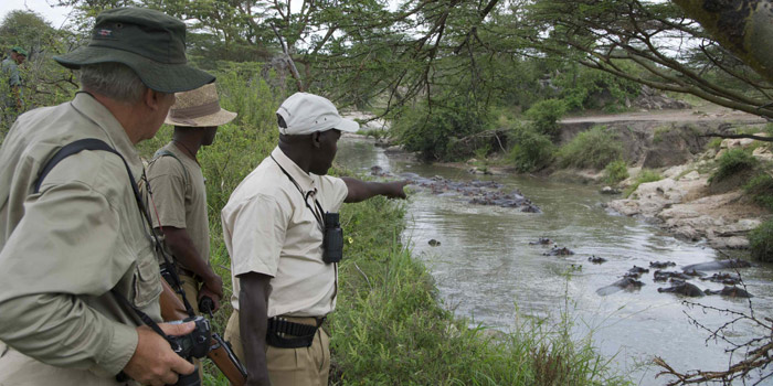 Resident hippos
