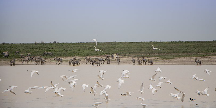 Fabulous wildlife