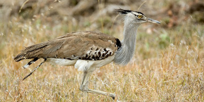 Strange birdlife