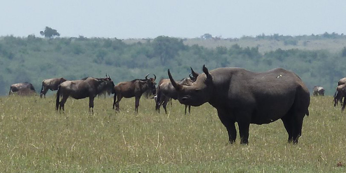 Animals in harmony