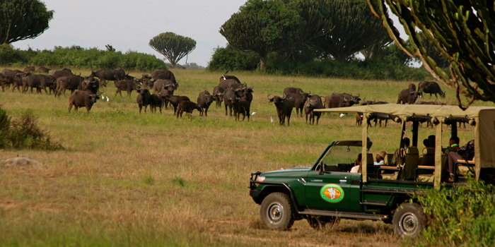 Game drive Game drive