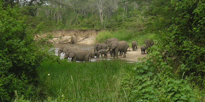 Game viewing Game viewing