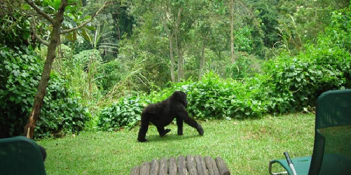 A stroll in the garden