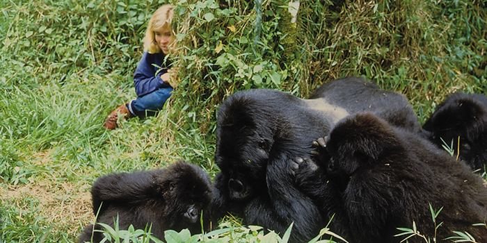Gorillas Gorillas