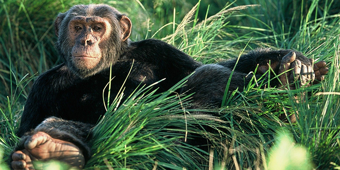 Chimpanzee Chimpanzee