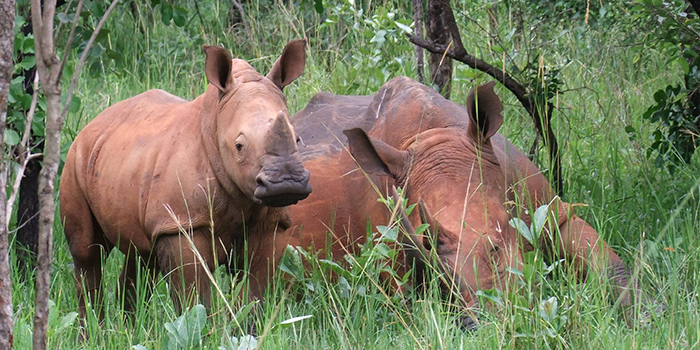 White rhinos White rhinos