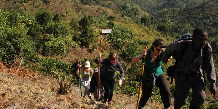 Gorilla trekking Gorilla trekking