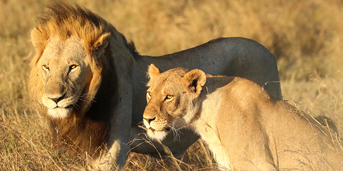 Lions in the Masai Mara
