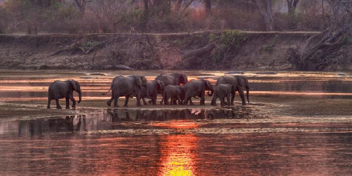 Elephants in the water Elephants in the water