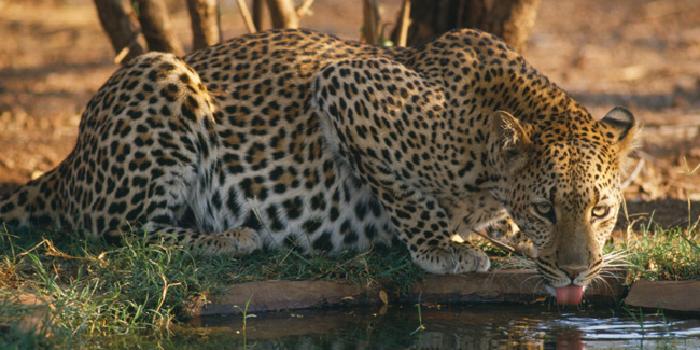 Leopard drinking Leopard drinking