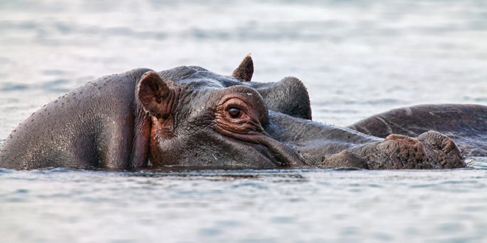 Hippos