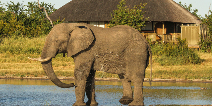 Waterhole
