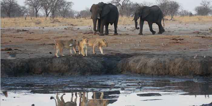 Waterhole