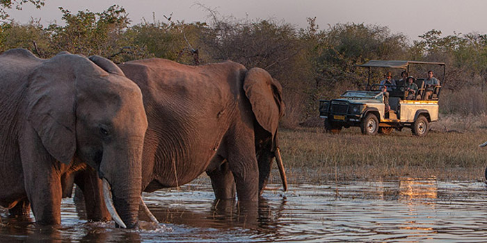 Game drive at Musango