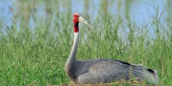 ITBIRD102
