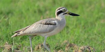 ITBIRD103
