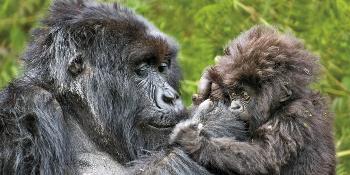 gorillas,-masai-and-beach