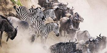 the-great-migration-safari