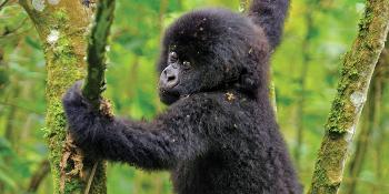 rwanda-gorilla-trekking,-kenya-safari-and-mombasa