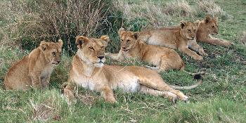 nairobi,-mara,-serengeti,-ngorongoro,-pemba