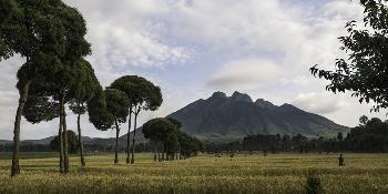sabyinyo silverback lodge image 0
