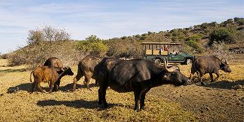 kuzuko lodge image 3