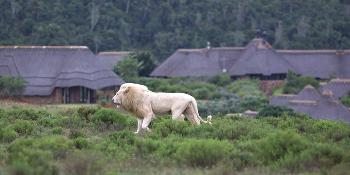 pumba-private-game-reserve