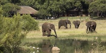 bakubung bush lodge image 0