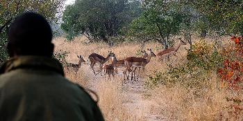 sabi-sands-and-cape-town