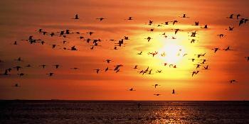 wings-over-namibia
