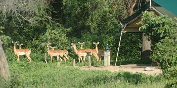 mdonya-old-river-camp