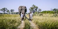 Living with elephants