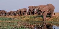 Chobe National Park Chobe National Park