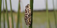 Painted Reed Frog Painted Reed Frog