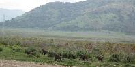 Beautiful Goba