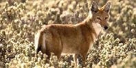 Ethiopian wolf Ethiopian wolf