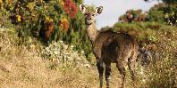Wonderful wildlife Wonderful wildlife
