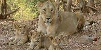 Lions