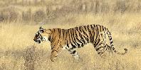 Ranthambore Ranthambore