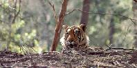 Tiger Tiger