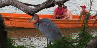 Heron