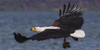 Birdlife