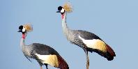 Crowned cranes