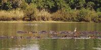 Hippos Hippos