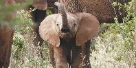 Baby elephant Baby elephant