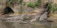 Crocodiles Crocodiles