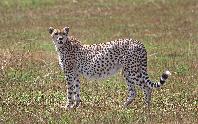 Cheetah Cheetah
