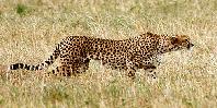 Cheetah
