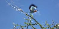 Lilac breasted roller